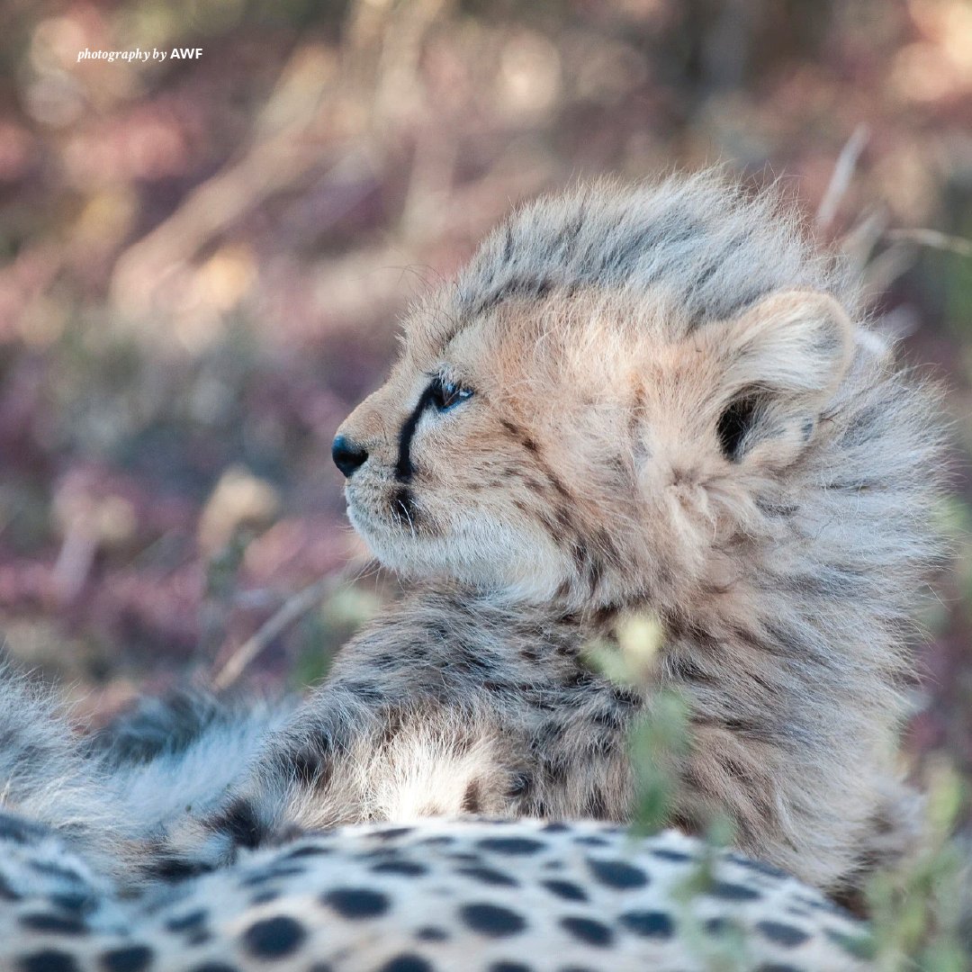 AWF_Official's tweet photo. Help us #caption this photo! https://t.co/1THFv8pPak