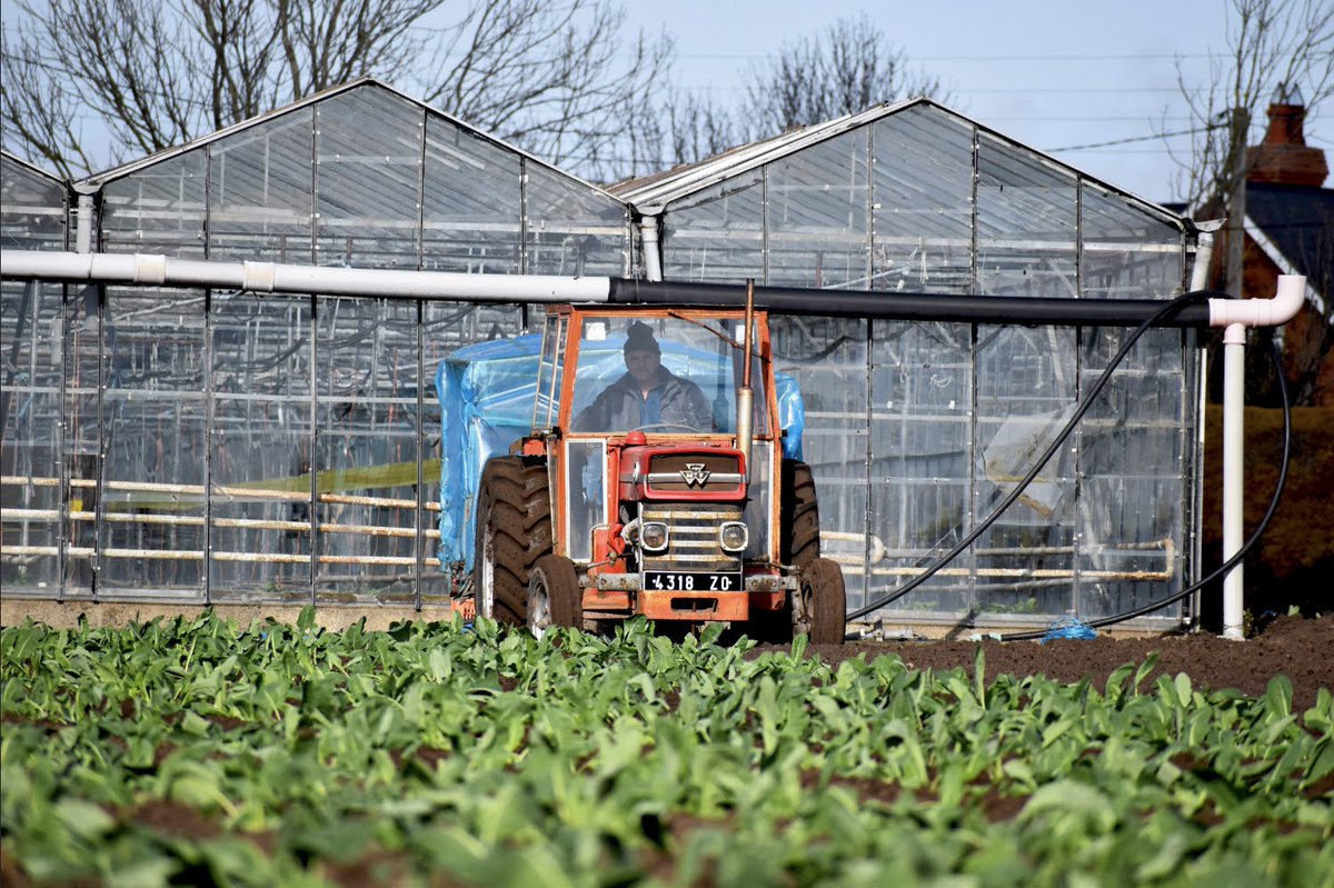 NGosson's tweet photo. Forane Nurseries planting up some of the first cauliflower of the year in Rush co. Dublin  #FreshProduce #supportlocal https://t.co/t1FBOwV8Nz