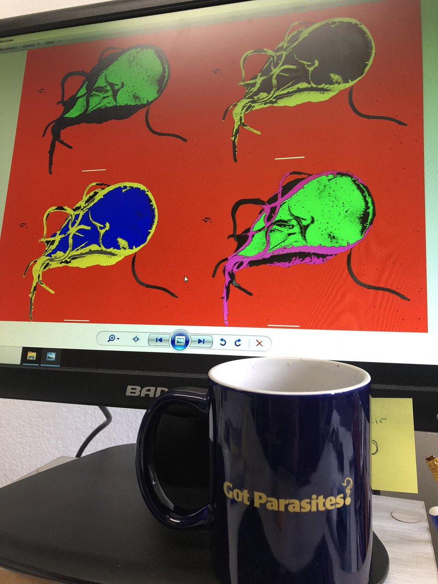 LabMIFerre's tweet photo. Thursday morning with parasites!
Jueves por la mañana con parasitos!
@maria_touz @CoFeliziani #Giardia @veupathdb #coffe https://t.co/xEq43CRvuE