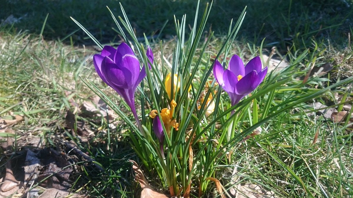 Fast Frühling 🙂❤🌼
#springiscoming #almostspring #nature #naturelover #NatureBeauty #fastfrühling #ichliebedienatur #krokusse