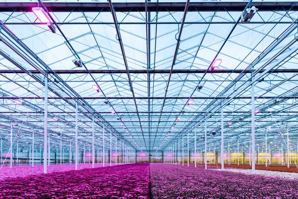An LED grow light system is an important investment that can have a major positive impact on your business’s returns. Visit the dedicated page on our website for more insights and request your business case today! hortilux.com/optimal-return…