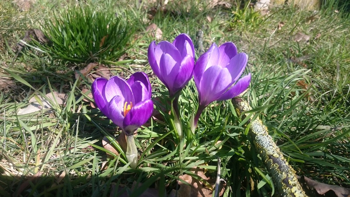 Der Frühling ist im Anmarsch 🙂❤🌼🌸
#springiscoming #almostspring #nature #naturelover #NatureBeauty #fastfrühling #ichliebedienatur #krokusse