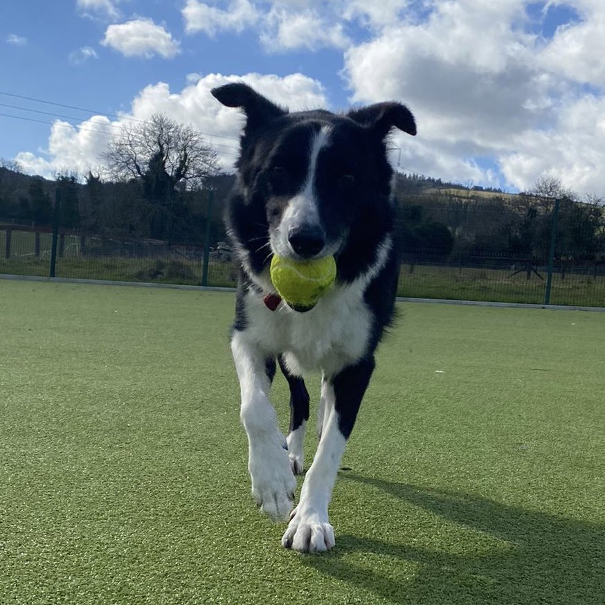 Special adoption appeal for Max the collie. A super sweet boy but no one seems interested in him 😞. Please #retweet and help us find Max a home 👉🏼 dspca.ie/max #adoptme #AdoptDontBuy