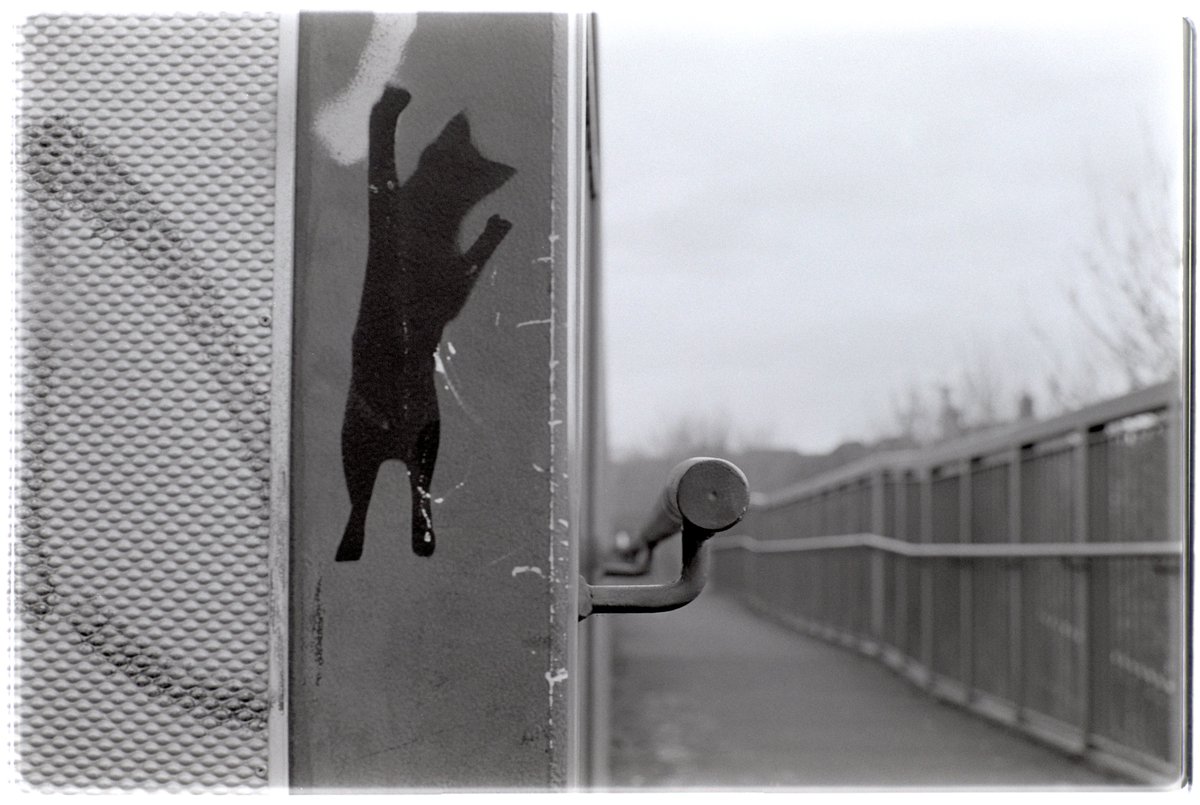 UnaOculusAperta's tweet photo. Cat-Walk?
#believeinfilm #Fomapan100Classic #FX55 #cat #bridge #handrail https://t.co/6JVlRzhrNS