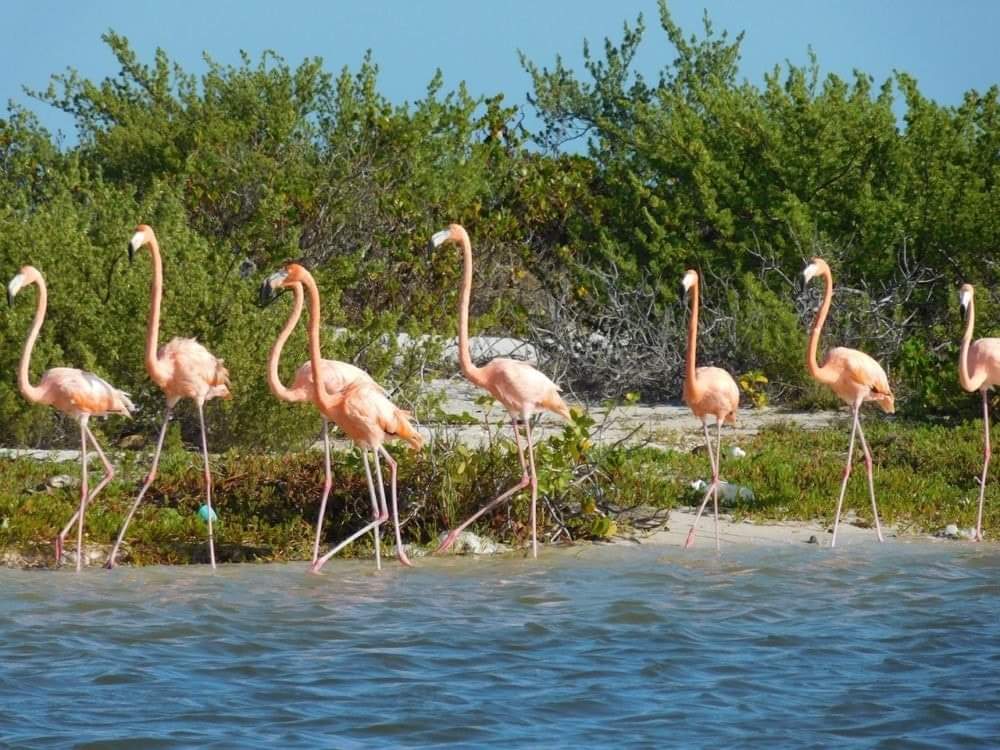 MiylaG20151's tweet photo. Buenos días y seguirá el calor en Yucatan https://t.co/jIeuQyTnvo