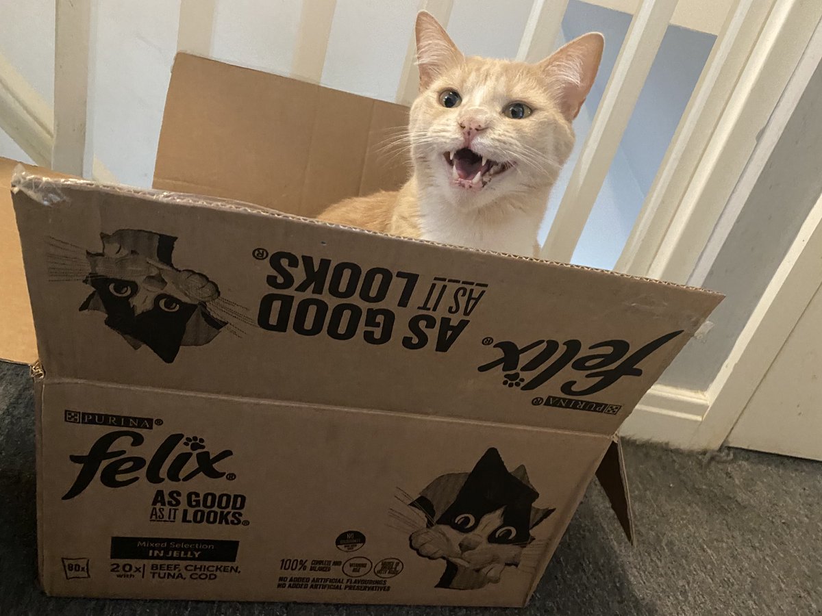bats22's tweet photo. ⁦@CatsLikeFelix⁩  Jasper loves his Felix! https://t.co/OXY1w3BiHY