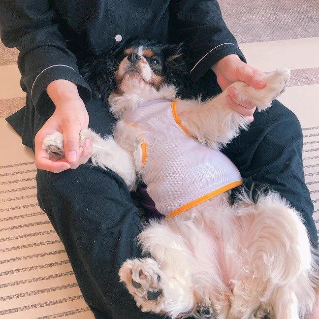 @Y_ashi_n キャバリアしか勝たん！！ 