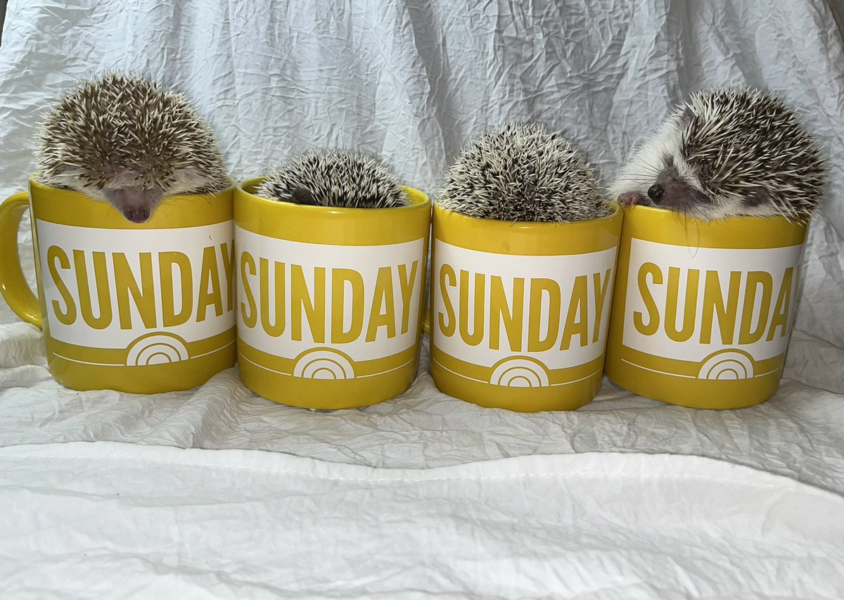 MyFriendMarcy's tweet photo. Too much spike in my coffee #SundayTODAY @WillieGeist with Bridget Beck Bianca &amp; Hank #hedgehogs https://t.co/HsNE5kxWay
