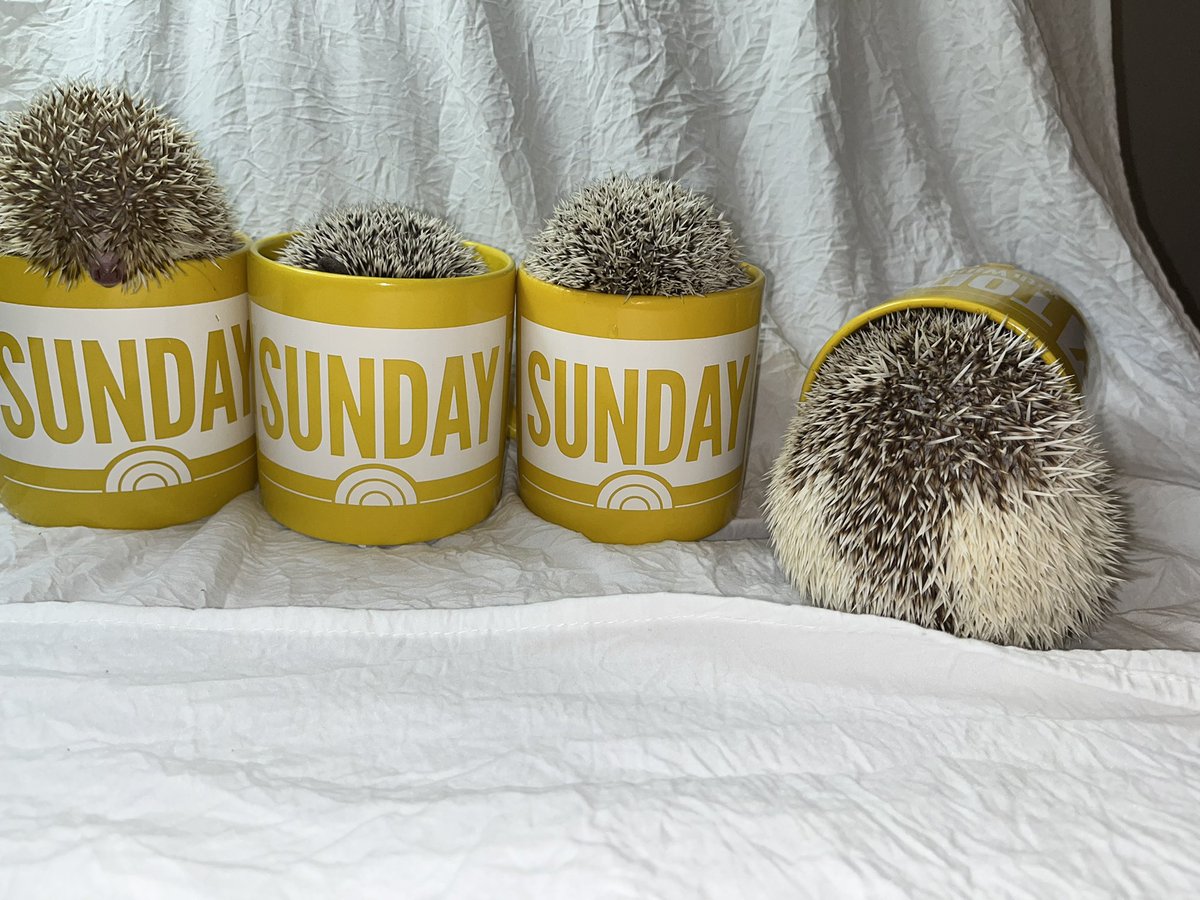 MyFriendMarcy's tweet photo. Too much spike in my coffee #SundayTODAY @WillieGeist with Bridget Beck Bianca &amp; Hank #hedgehogs https://t.co/HsNE5kxWay