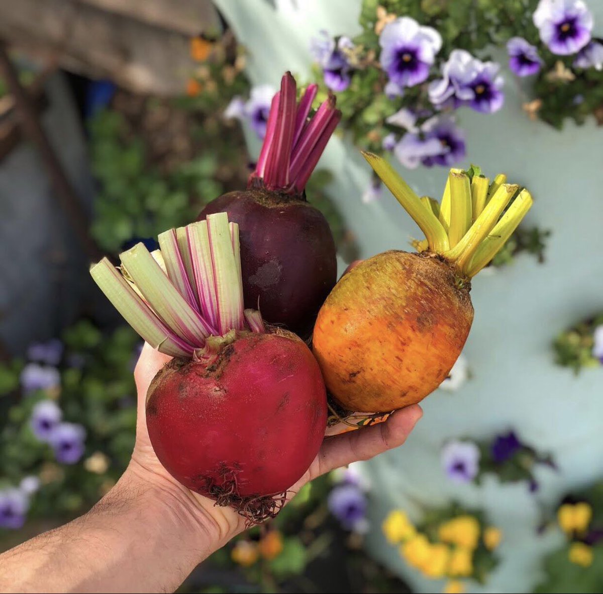 Itongadol's tweet photo. #goodmorning
Israel avanza en la variedad de colores de las remolachas.
Thanks #meshekshvarzman
#israel @Israel #remolachas #verduras #agricultura https://t.co/tI3qu1gMgz