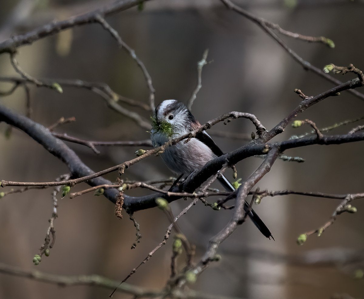 SimonRidley14's tweet photo. Who loves long tailed tits, please like if you love them, 
spring has sprung and they are gathering nest material'
#naturelovers #wildlife @UKNikon https://t.co/LROoBhEDb3