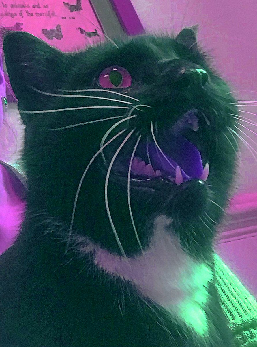 the_saltyCPT's tweet photo. Tomorrow will be my first Twitch stream ever - and it'll be an all-day @PlayGwent marathon! Appreciate all the help to kick this off, especially @Beefox31, @shinmiri2, and @plaintalkjon 🙌 

Come enjoy some catjams and our run to Top 500! https://t.co/IhMvAJ0zFv