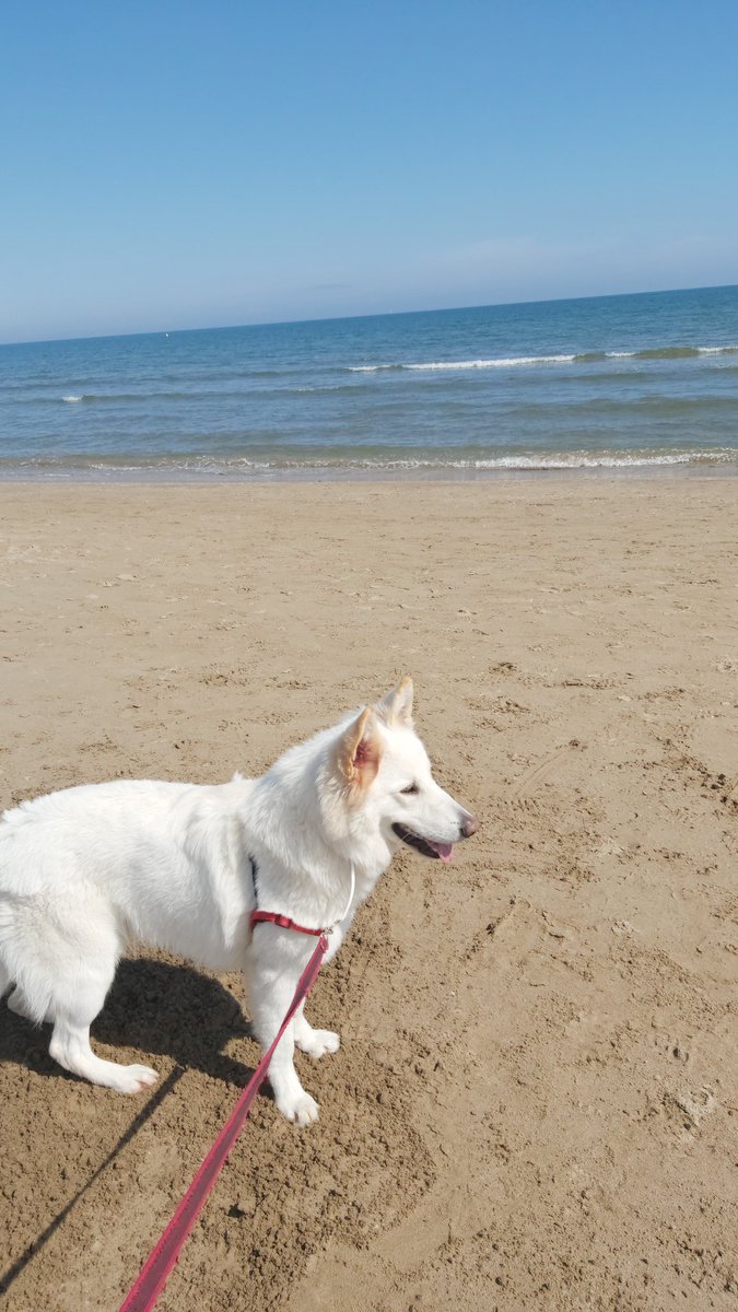SarGonzlez's tweet photo. Paseos por la playa, sol, paz, desconexión y buena compañía ☀️🕊✌🏼 muy muy felizzz https://t.co/nyUKNeyzbL