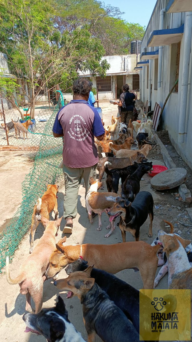 HMATIndia's tweet photo. We handed over Bravecto tabs to @GSBediIAS  - Commission @chennaicorp. In the presents of @DrManishIAS - DC Health &amp; VO. in the dog pound.

Bravecto helps in recovery of mange dogs (skin issues).

Once they recover from mange #AnimalBirthControl can be done &amp; they can be released https://t.co/2wm9deshup