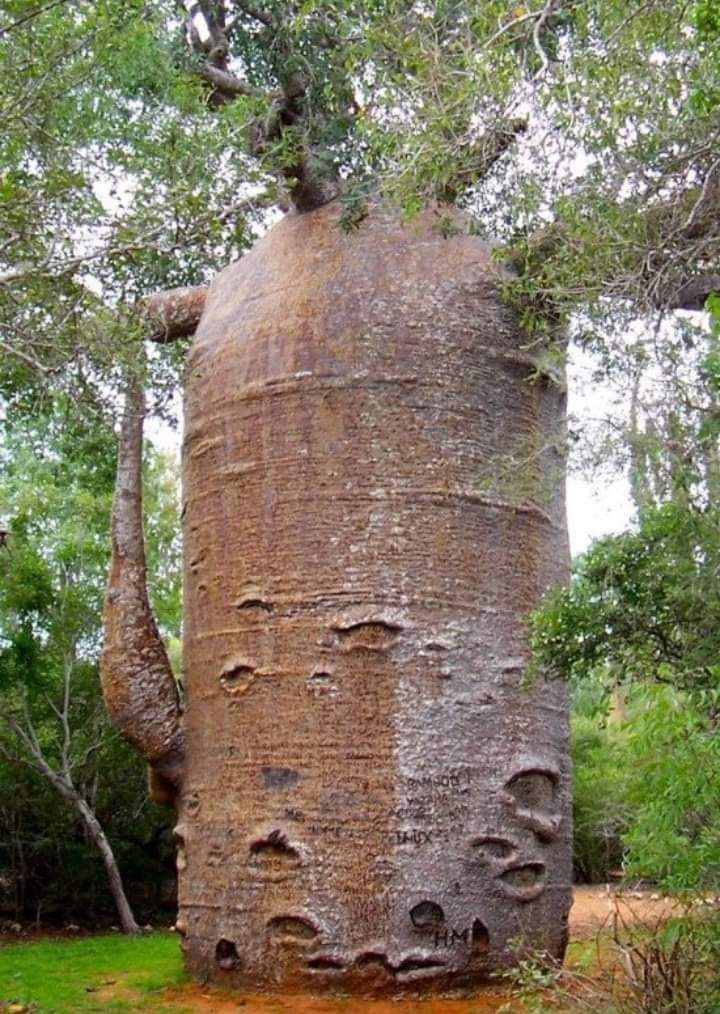 MIREN QUE MARAVILLA 😍🌳
  Madagascar Árbol Baobab 🌳💚🌳💚🌳💚🌳💚
Adansonia rubrostipa..
Exótica especie crece hasta 25 mts altura y 12 mts de diámetro, es el más pequeño de las 8 especies y almacena hasta 120.000 litros de agua.