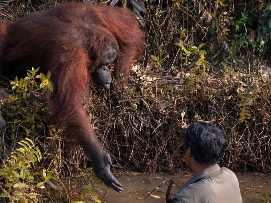 オランウータン さんは とっても優しい動物✨🦧✨ 自分の持っている物