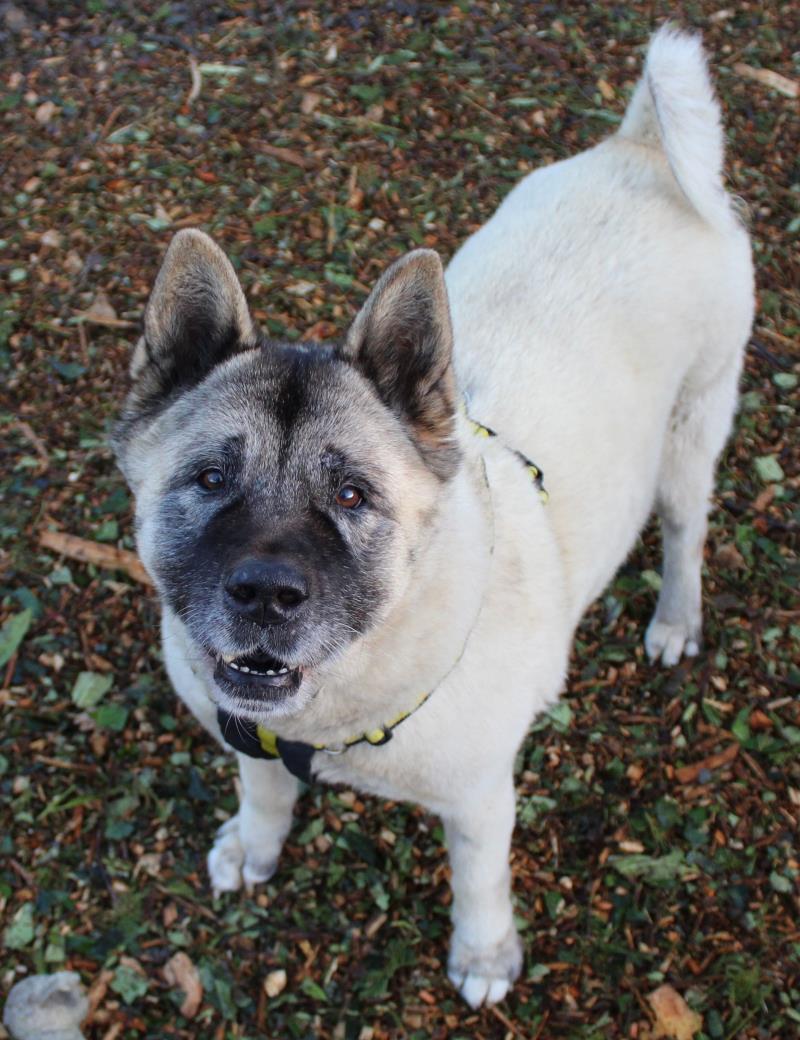DogsTrust's tweet photo. Kita is needs a retirement home where she can go on short strolls and enjoy naps. 💛
She can live with any children aged 12 or older &amp; another chilled pooch.
She'd love a garden to potter and relax in. 🥰
@DT_Canterbury 📍 https://t.co/NPusoO54VZ https://t.co/0o3ZLyOmOW