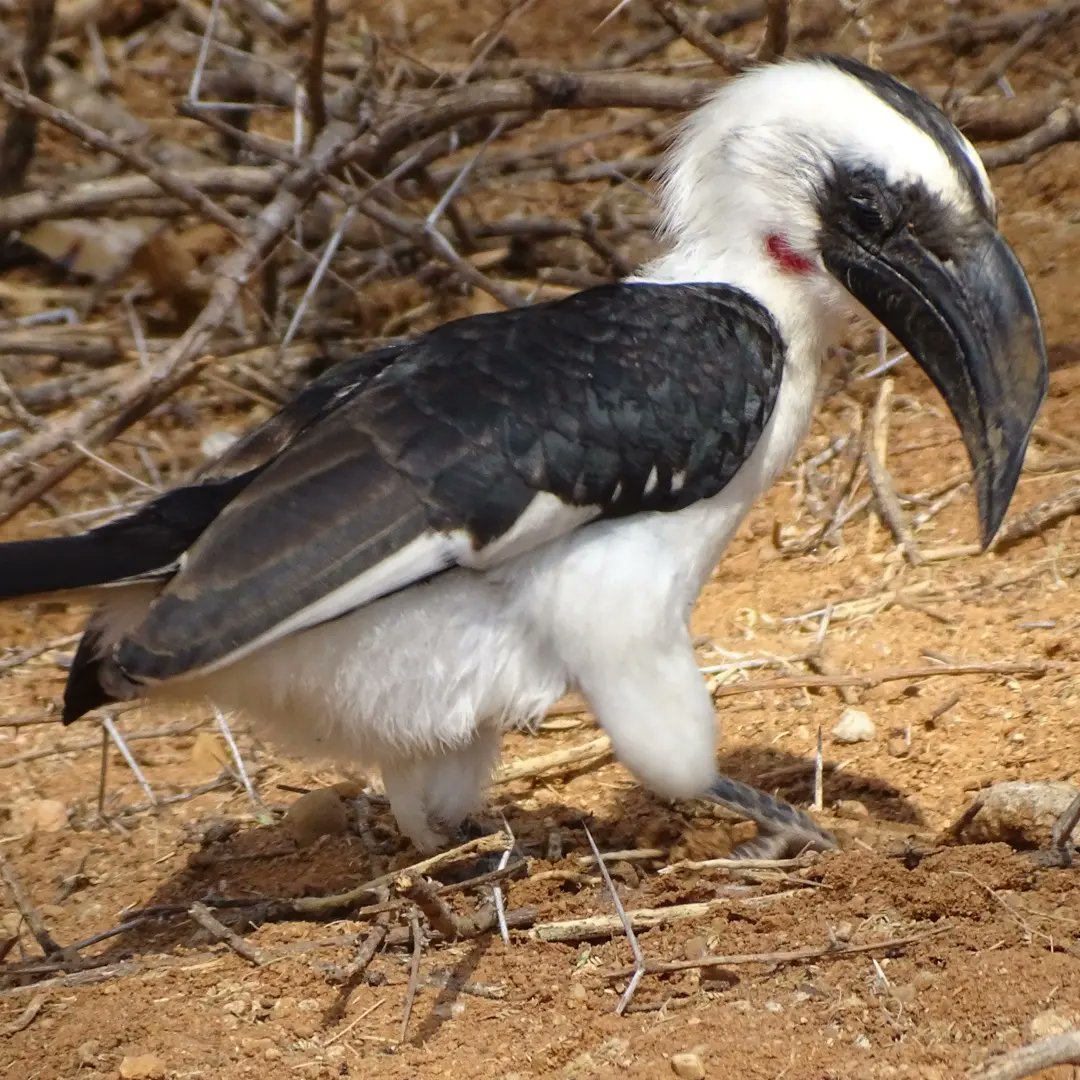 Female Von der  Decken's Hornbill
#vonderdeckenshornbill #hornbill #birds #birdsconservation #birdsingarissa