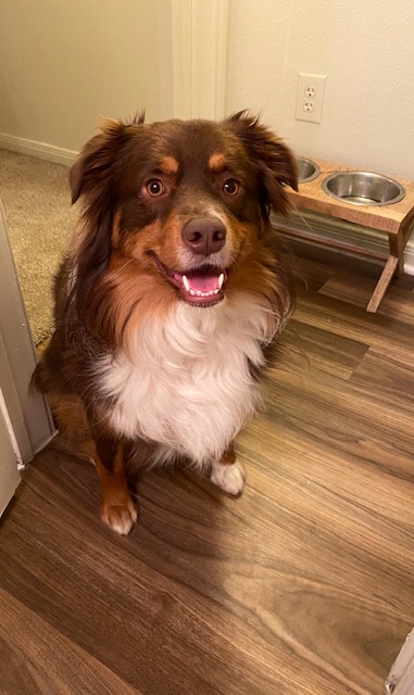 MontereyRanch's tweet photo. Our team loves our furry friends! We want to introduce you to Monterey Ranch Pet Resident Kane!
#WeLoveOurPetResidents #LoveWhereYouLive #AustinPets #FurryFriends #MontereyRanch #apartmentliving #Austin https://t.co/KbsykZmjKD
