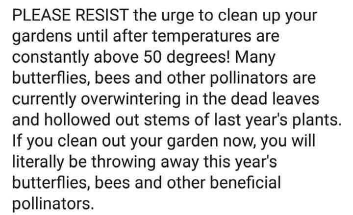 🌸Spring is in the air…but the pollinators aren’t, yet! 🐝 🦋 Friendly reminder 👇