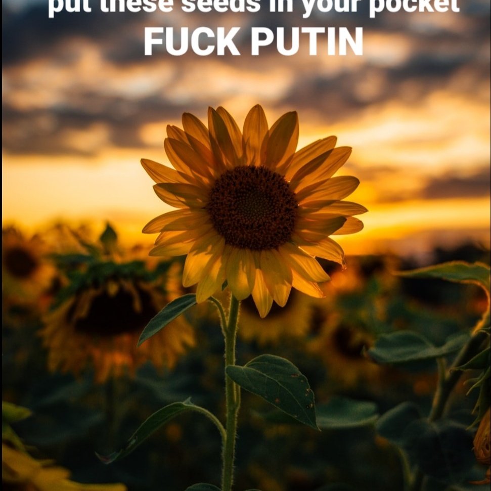 Ann00608254's tweet photo. @KremlinRussia #GenocideOfUkrainians #capturePutin #PUTINKILLSCHILDREN #GloryToUkraine https://t.co/YdWCiISwbG