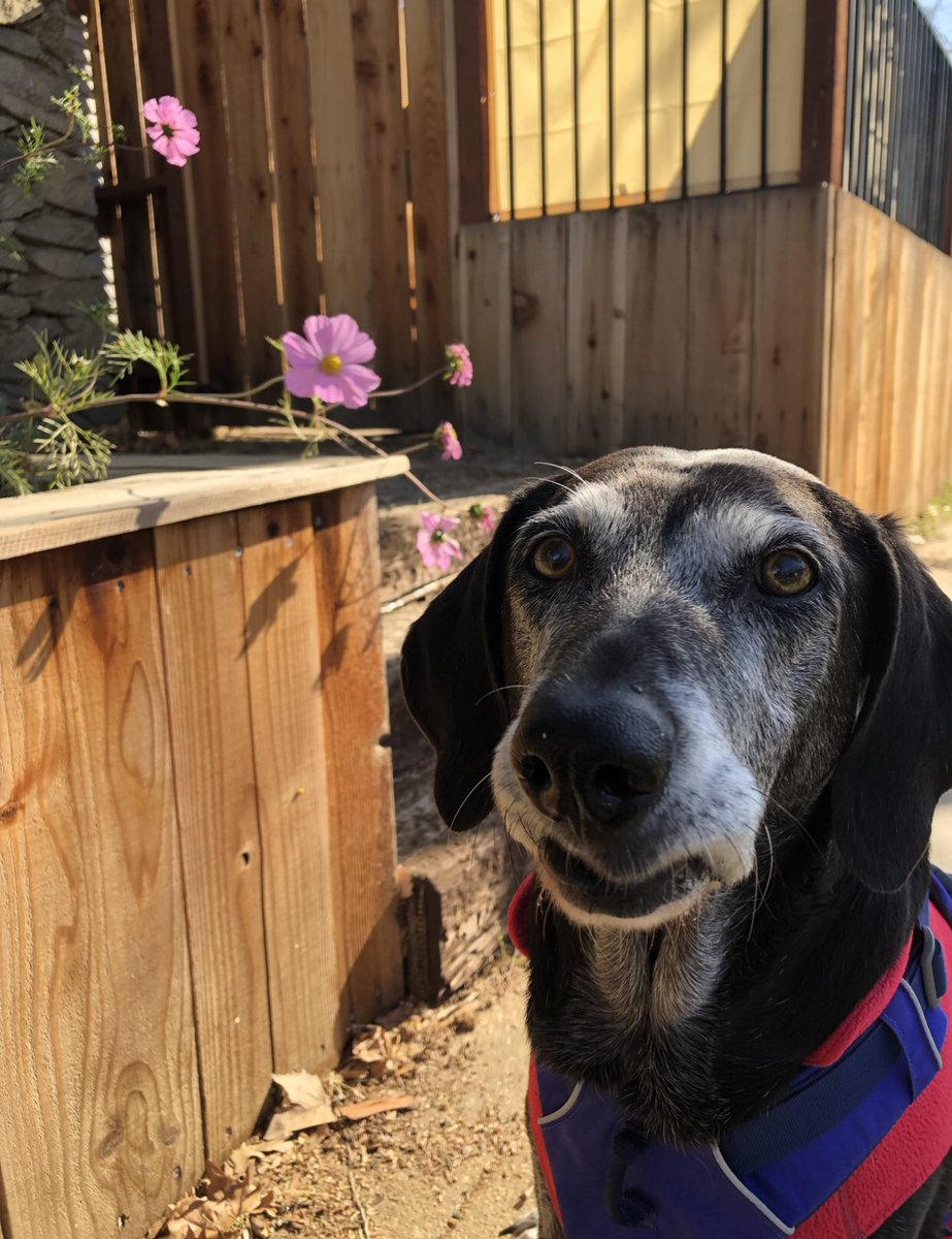 I like kisses right between my eyebrows in case you ever want to give me one.🐾