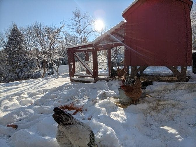 normonics's tweet photo. The lesson to be learned from being wrong in the past, is not that you are now certainly right, it's that you are fallible and must maintain humility 

#chickenthoughts https://t.co/pPV3SVSyhX