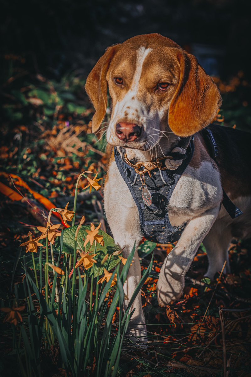 The gorgeous Max from <a href="/Benjibeagandco/">The Beagle and the Small Boy 🐾❤️</a> wearing our flower patch tag with our Poppy design on it

Shop this Spring tag here: thehappypawscompany.uk/product/flower…

#BeaglesofTwitter #spring #poppy #DogsofTwittter #twitterdogcommunity #dogtags #dogidtags #smallbusinessuk