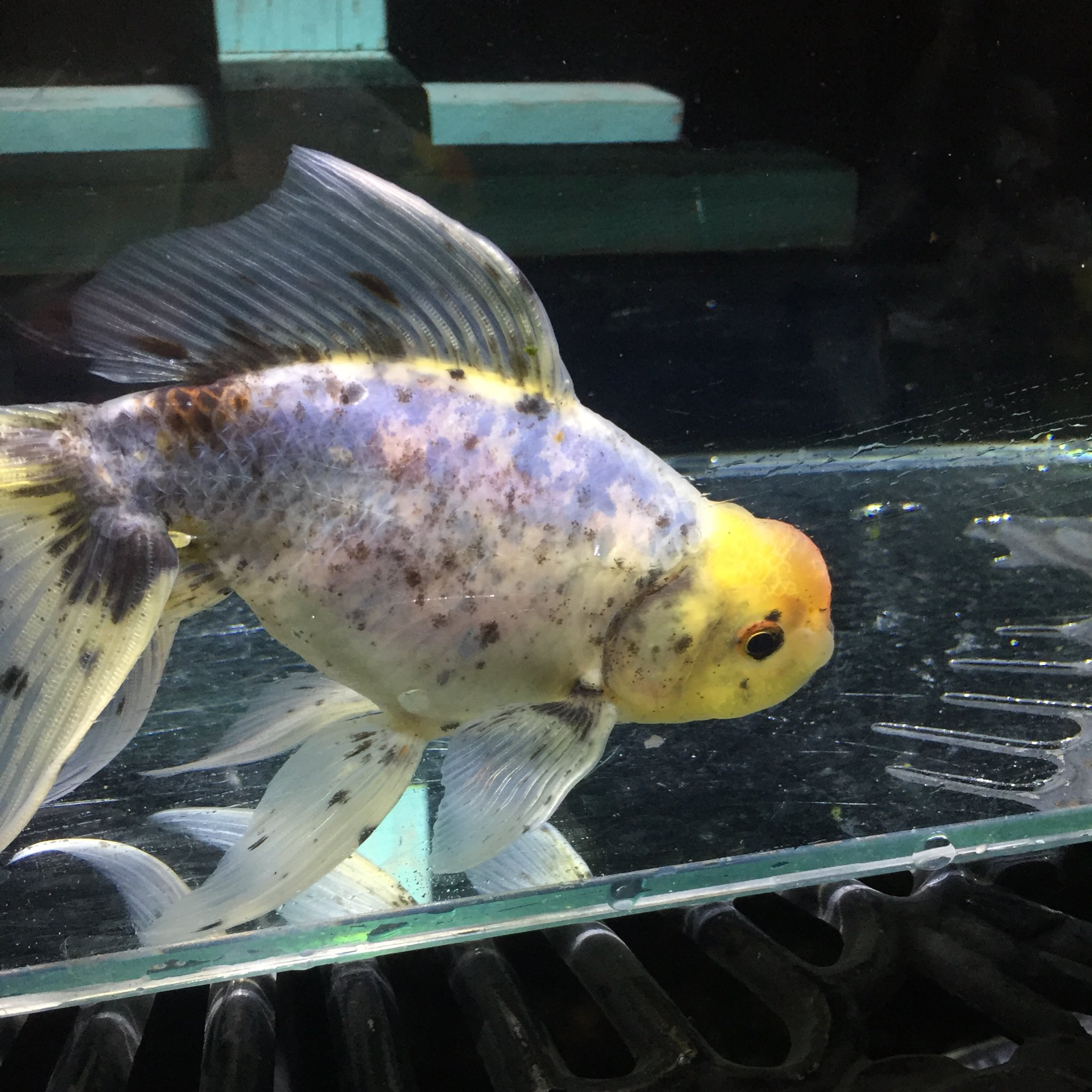 関東東錦 Twitter Search Twitter