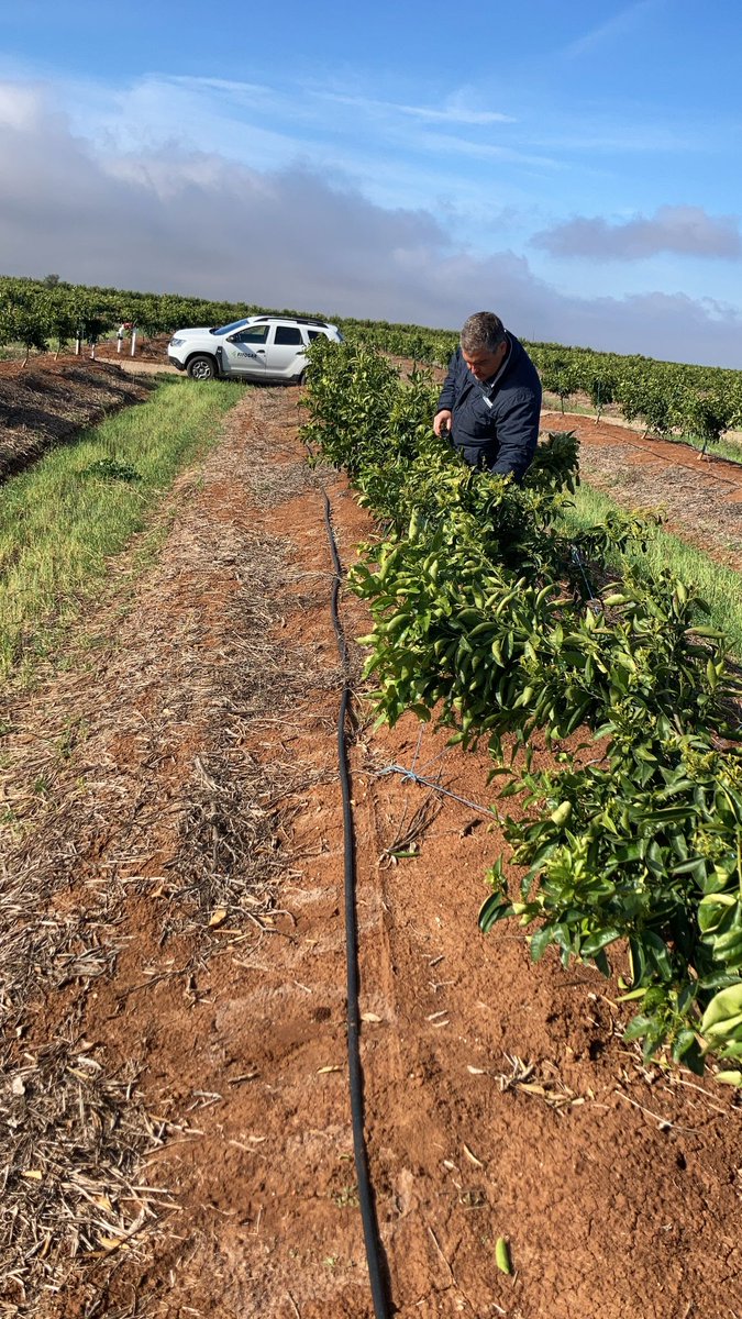 Fitogar_'s tweet photo. Nuestro técnico Nacho, de Fitogar Sur, en Sevilla, haciendo el seguimiento de una plantación de mandarinas de la variedad Leanri.
#fitogar #lanuevaagricultura #mandarina #leanri https://t.co/AFw70fUt3d