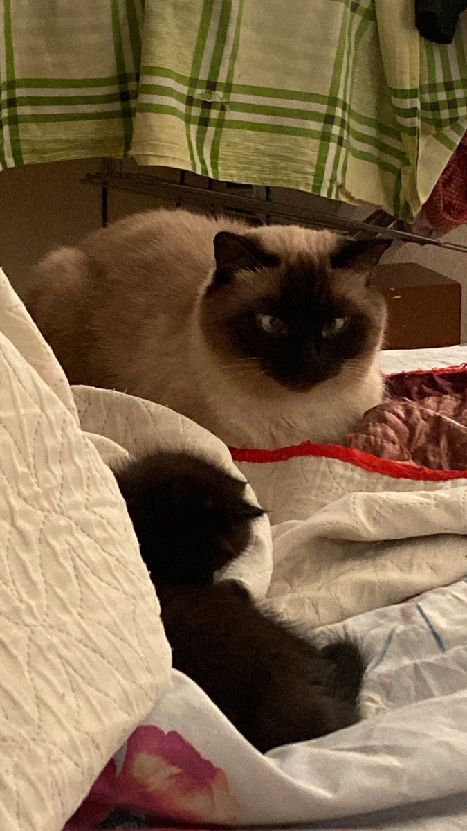 Други… у нас уже третий приступ так называемой «эпилепсии». Кто может посоветовать ветеринара для кота? Наш просто не специализируется на таком… если можно в ТГ напишите…