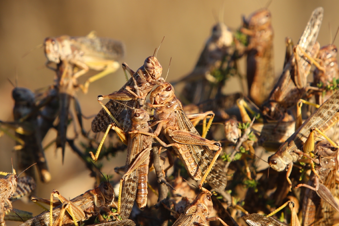 GreeningAfrica_'s tweet photo. Aerial support to combat locust outbreak in the Northern Cape.
#LocustOutBreak
Read more:
https://t.co/u5hleGjXLT https://t.co/yhVEurVATI