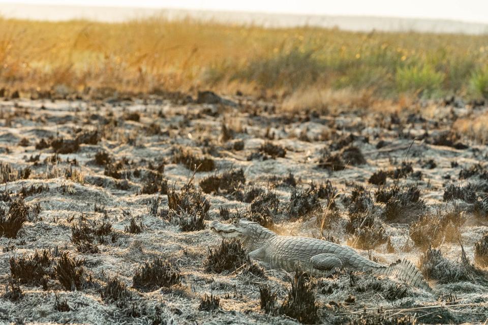 “Climate change in [the Argentine state of] Corrientes is real. You feel it,” said <a href="/SofiaHeinonenF/">Sofía Heinonen</a> “In the last 20 yrs, there have been three historic droughts &amp; each time, they are worse, more extreme. So clearly, we have to change our way of doing things.” 

Foto: <a href="/RewildingArg/">Rewilding Argentina</a>