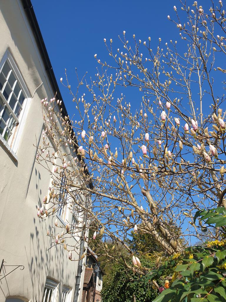 rahrahmartinez's tweet photo. Just got home from pilates class (strike one) and taken a photo of my magnolia tree (strike two) 😳
#ThisIsMiddleAge https://t.co/dLPyNhQh66