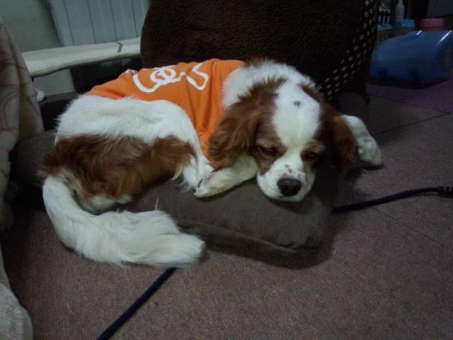 @Y_ashi_n 実家で昔飼っていたキャバリアも番犬とは程遠いわんこでした。。。 