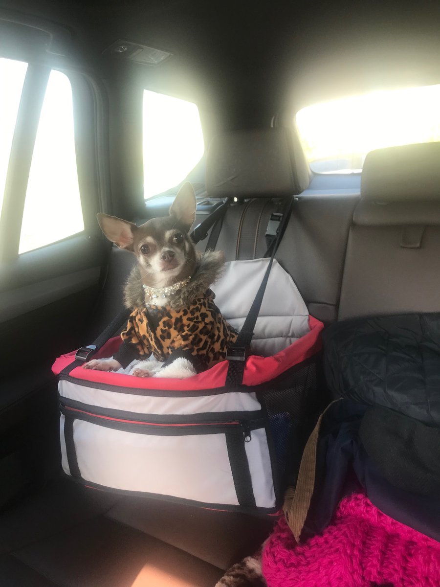 Off on my doggy holiday to <a href="/balmerlawnhotel/">Balmer Lawn Hotel</a> very excited going to get a sausage breakfast voucher will send a full report tomorrow ! #celebdog