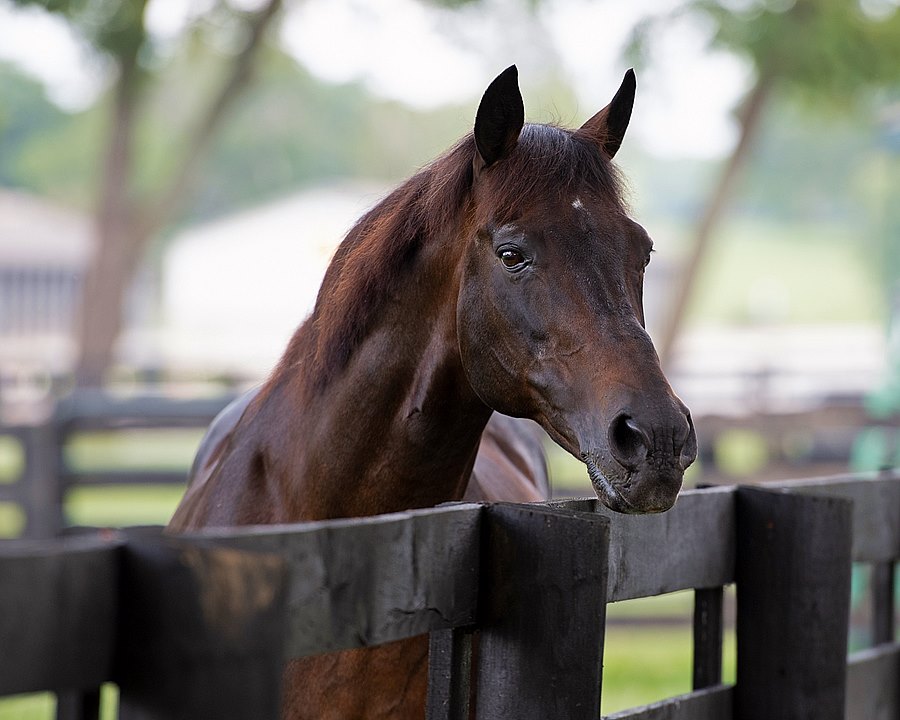 BH_AEberhardt's tweet photo. The Greeter! #GoforGin would stick his head out of his stall when he heard visitors coming down the path to see him @KyHorsePark He thrived in his third career and lived to the grand age of 31 as the oldest living @KentuckyDerby winner. Rest in peace. https://t.co/xzR3hFQAj2