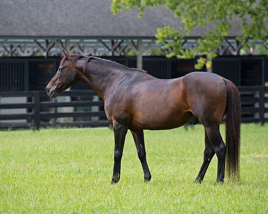 BH_AEberhardt's tweet photo. The Greeter! #GoforGin would stick his head out of his stall when he heard visitors coming down the path to see him @KyHorsePark He thrived in his third career and lived to the grand age of 31 as the oldest living @KentuckyDerby winner. Rest in peace. https://t.co/xzR3hFQAj2