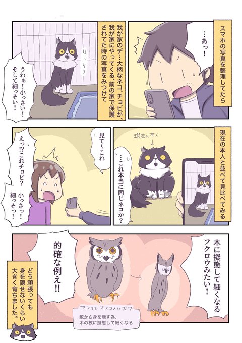 あやたろす@ニンドリ連載中(@ayataross) さんのマンガ一覧