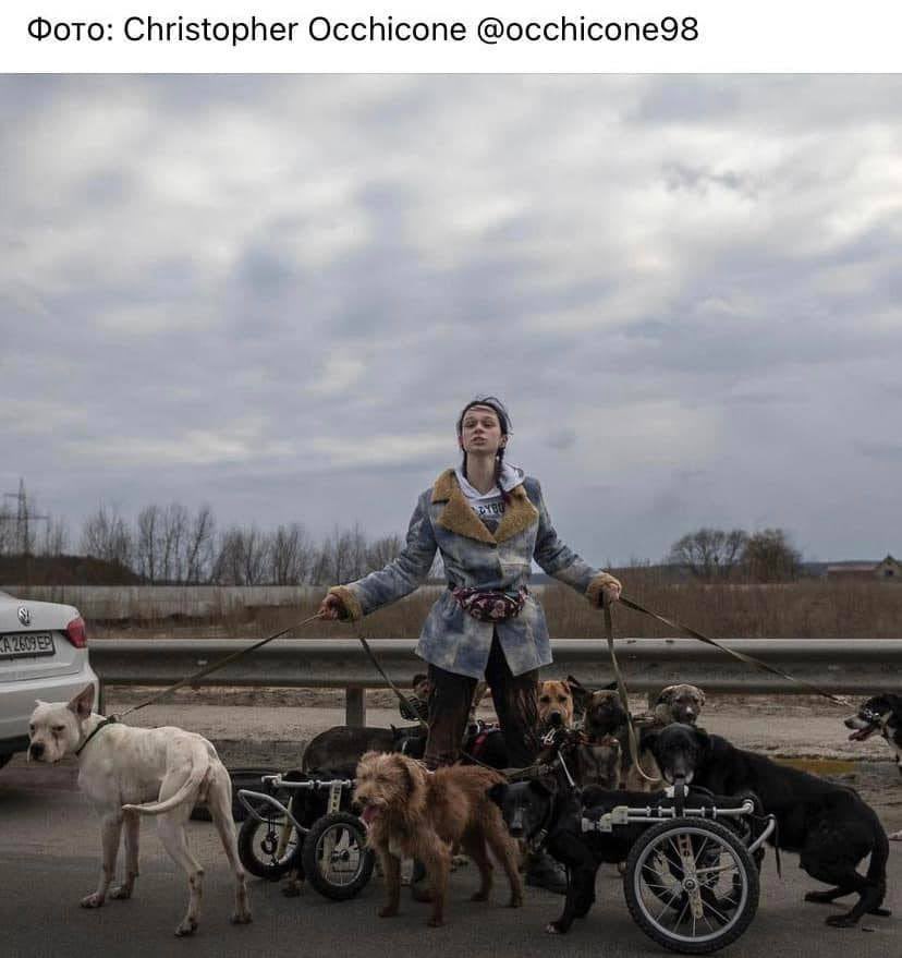 olex_scherba's tweet photo. A woman saving dogs from a dog shelter in #Irpin near Kyiv.

#StandWithUkraine #UkraineRussiaWar #RussianUkrainianWar #RussianArmy #HumanityFirst https://t.co/iWYupr1O2Z