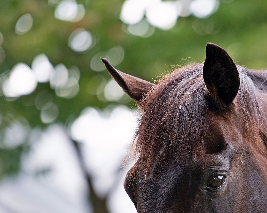 BH_AEberhardt's tweet photo. The Greeter! #GoforGin would stick his head out of his stall when he heard visitors coming down the path to see him @KyHorsePark He thrived in his third career and lived to the grand age of 31 as the oldest living @KentuckyDerby winner. Rest in peace. https://t.co/xzR3hFQAj2