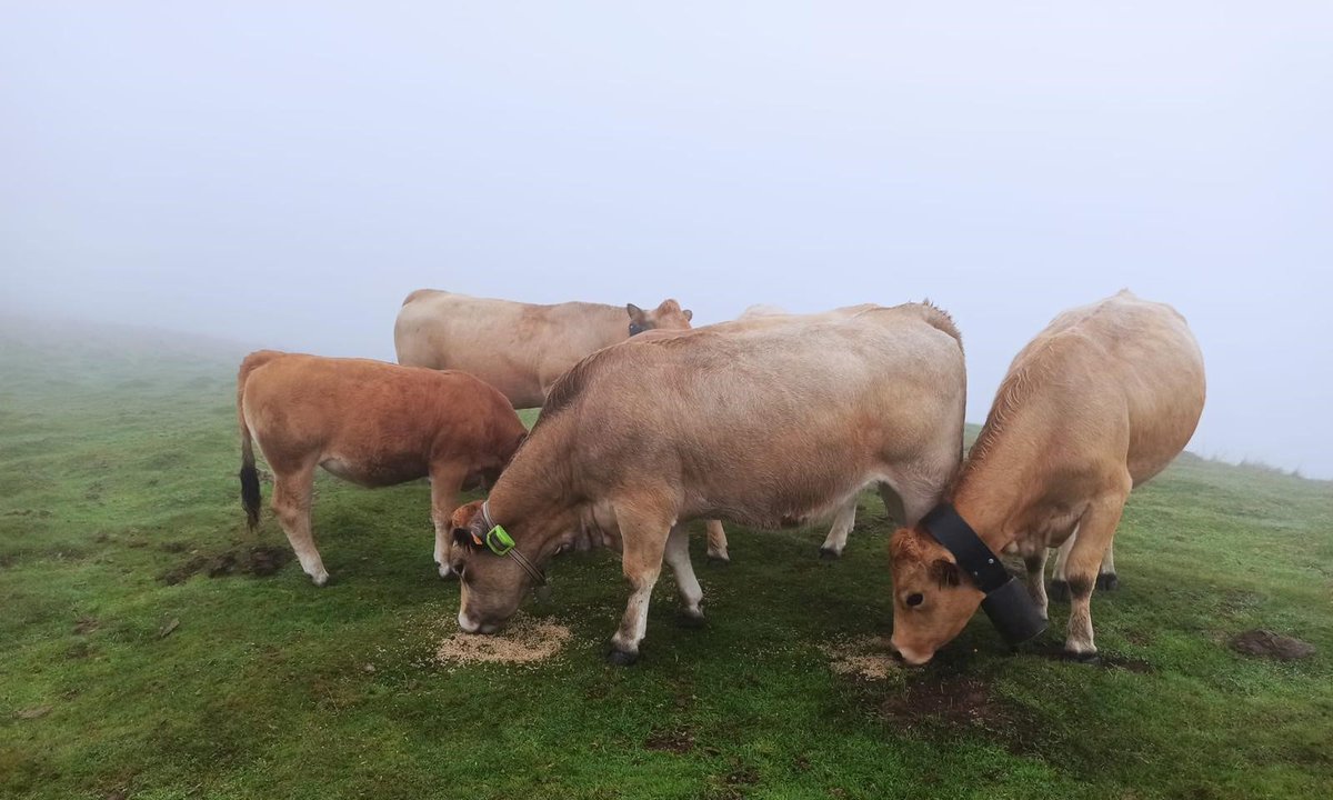 Digitanimal's tweet photo. Desde Francia con amor 💚🇫🇷
Cedric de la Pena nos envía esta fantástica comida familiar desde los Pirineos franceses🐄. Bon appétit!
💻 https://t.co/QsADs73SKM
📤 info@digitanimal.com
📞 914 126 657
#CollaresGPS #Ganado #Ganadovacuno #vacas https://t.co/WZJzm05nUq