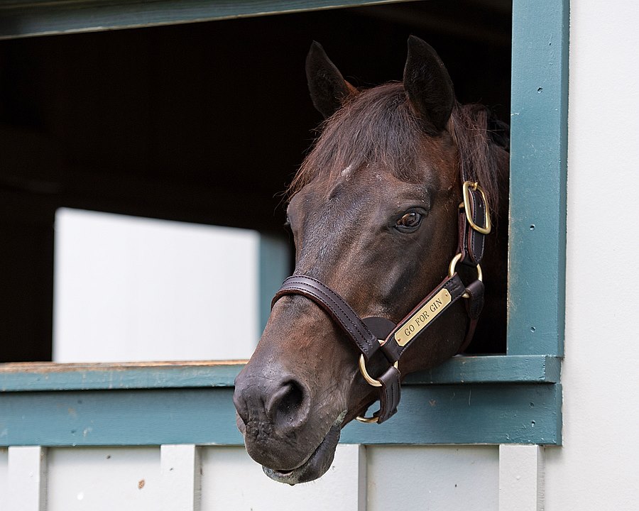 BH_AEberhardt's tweet photo. The Greeter! #GoforGin would stick his head out of his stall when he heard visitors coming down the path to see him @KyHorsePark He thrived in his third career and lived to the grand age of 31 as the oldest living @KentuckyDerby winner. Rest in peace. https://t.co/xzR3hFQAj2