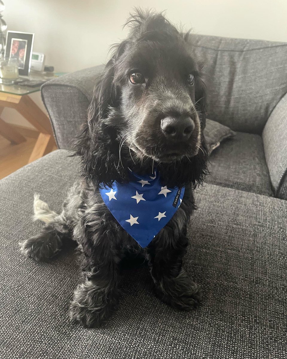 annaharvey92's tweet photo. Boston, my blue roan show cocker spaniel 17 weeks #stephspackedlunch https://t.co/TSvteSHWSu