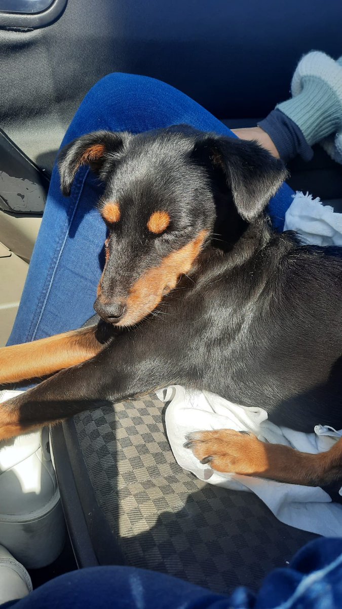 Carmenaido3's tweet photo. Me he encontrado a esta perrita en Mairena del Aljarafe, entre las calles Murillo y Goya. No tiene chip. Si sabéis de quién es porfavor ponerse en contacto conmigo por privado.
Twitter haz tu magia, gracias ✨ https://t.co/wxk2nunlee