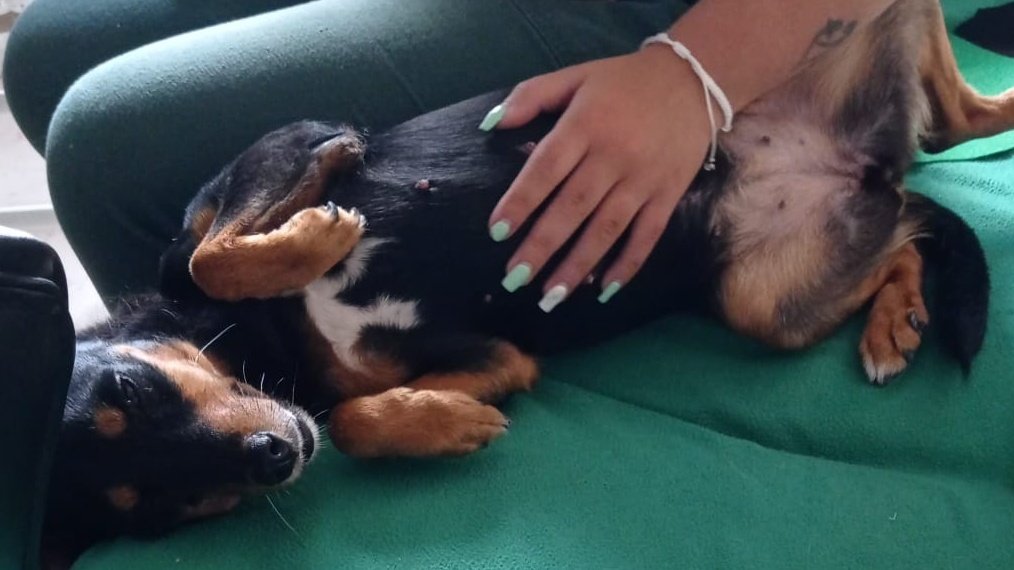 Carmenaido3's tweet photo. Me he encontrado a esta perrita en Mairena del Aljarafe, entre las calles Murillo y Goya. No tiene chip. Si sabéis de quién es porfavor ponerse en contacto conmigo por privado.
Twitter haz tu magia, gracias ✨ https://t.co/wxk2nunlee
