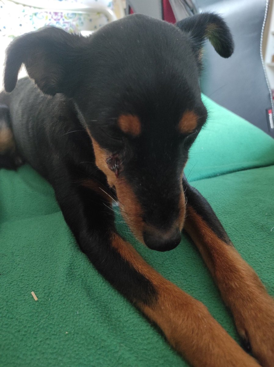 Carmenaido3's tweet photo. Me he encontrado a esta perrita en Mairena del Aljarafe, entre las calles Murillo y Goya. No tiene chip. Si sabéis de quién es porfavor ponerse en contacto conmigo por privado.
Twitter haz tu magia, gracias ✨ https://t.co/wxk2nunlee