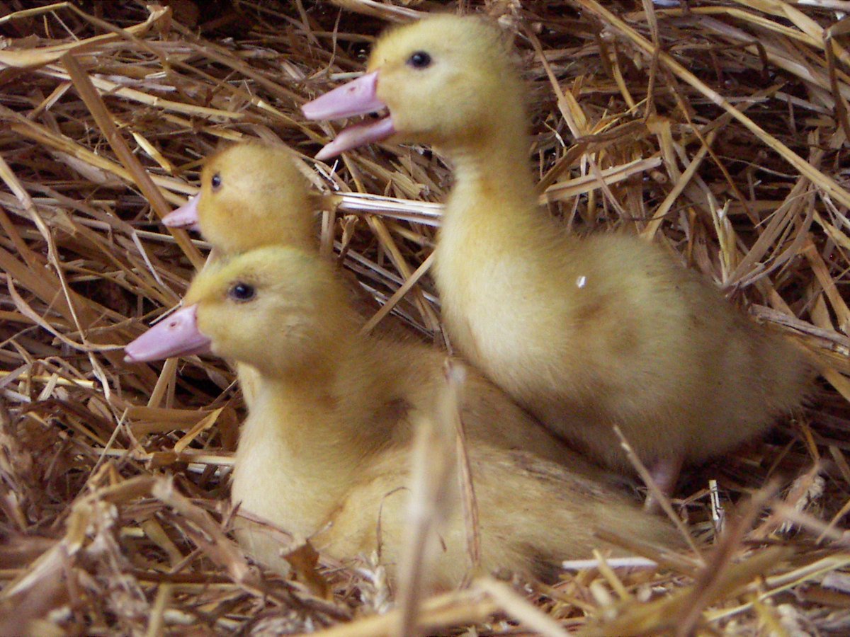 DepVendee's tweet photo. #CD85 #agriculture 🐓 Grippe aviaire : les éleveurs avicoles vendéens font face à une situation inédite et catastrophique. "Nous serons à leurs côtés, affirme @a_leboeuf, président du @DepVendee. S'il faut relancer des dispositifs de secours d'urgence, nous le ferons." https://t.co/KtK8MaBJi9