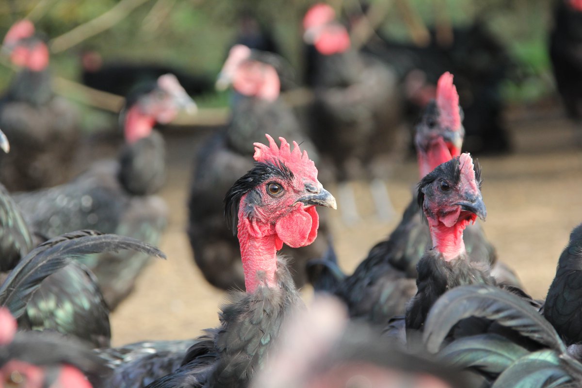 DepVendee's tweet photo. #CD85 #agriculture 🐓 Grippe aviaire : les éleveurs avicoles vendéens font face à une situation inédite et catastrophique. "Nous serons à leurs côtés, affirme @a_leboeuf, président du @DepVendee. S'il faut relancer des dispositifs de secours d'urgence, nous le ferons." https://t.co/KtK8MaBJi9