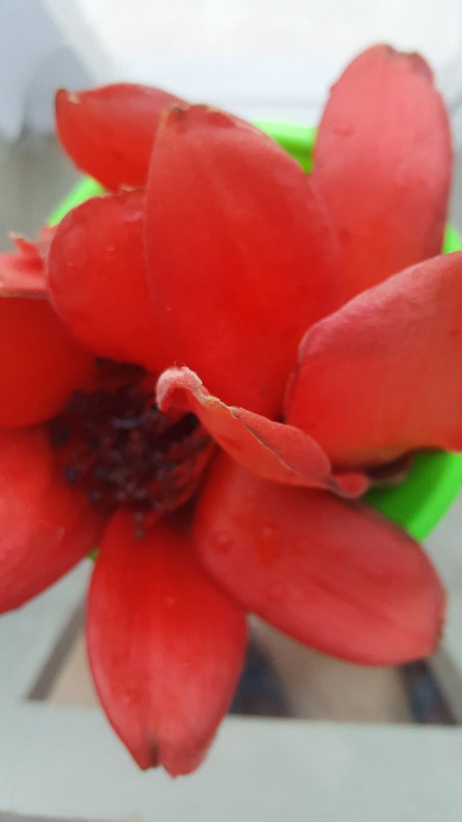jyotiartists's tweet photo. My today's nature captures 📸☘☘☘
#NFTs #NFTSPACESHIP #NFTartists #nftphotography #nftart #nft #nature #NaturePhotography #natureaddicted #js_captures #jyoti https://t.co/XS6vvNRCKB